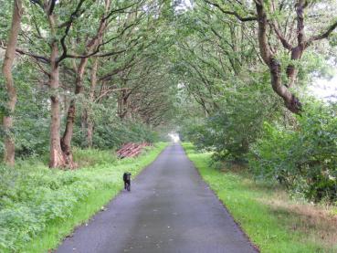 Stieleichen-Allee