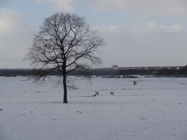 Quercus robur im Winter