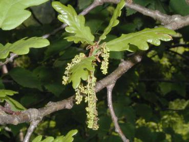 Blüte von Quercus robur