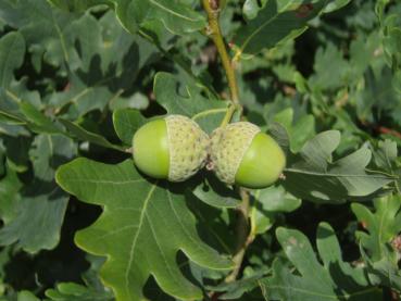 Quercus robur - Eicheln im Herbst