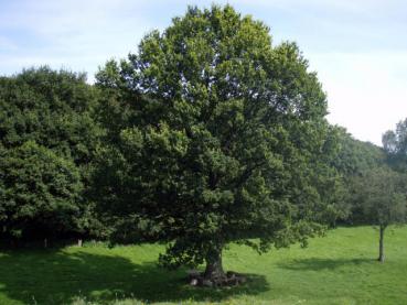 Schöner Einzelbaum in der Nähe von Schleswig