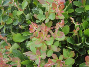 Laub von Berberis buxifolia Nana