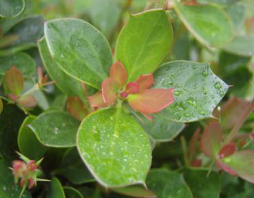 Blätter von Berberis buxifolia Nana