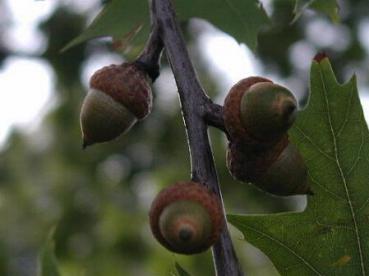 Quercus rubra - Amerikanische Roteiche