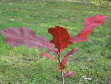 Rotes Herbstlaub bei einer jungen Amerikanischen Roteiche