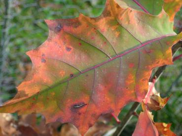 Amerikanische Roteiche - buntes Herbstlaub