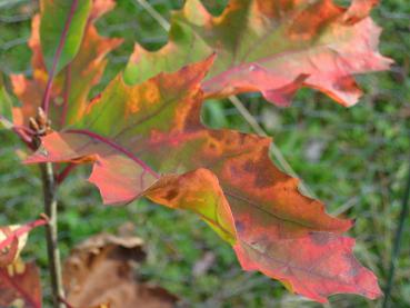 Bunte Blätter der Amerikanischen Roteiche im Herbst