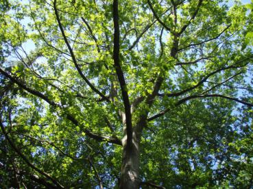 Quercus rubra - ausladende Krone