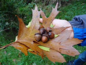 Die amerikanische Roteiche - Herbstlaub und Eicheln