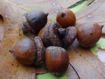 Eicheln der Quercus rubra