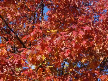 Tolle Herbstfärbung der Roteiche (Aufnahme von Mitte Oktober)