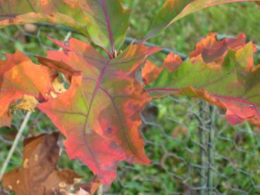 Amerikanische Roteiche mit beginnender Herbstfärbung
