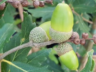 Eicheln der Halbimmergrünen Eiche (Quercus turneri Pseudoturneri)