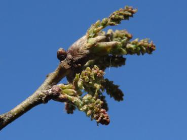 Knospen von Quercus turneri Pseudoturneri