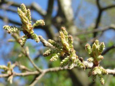 Halbimmergrüne Eiche, Knospen