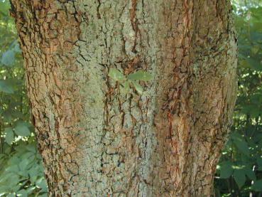 Älterer Stamm von Quercus turneri Pseudoturneri