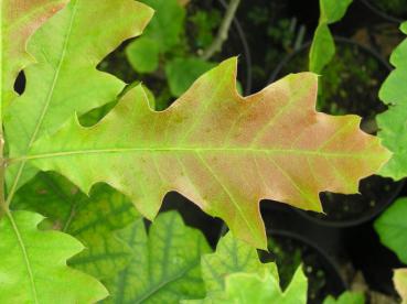 Quercus velutina - Färber-Eiche