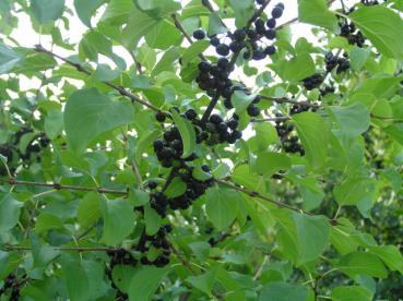 Schwarze Beeren des Kreuzdorn