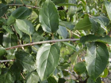 Rhamnus cathartica - Blätter