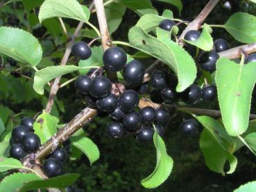 Der Kreuzdorn trägt schwarze Früchte.