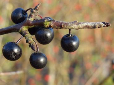 Früchte und verdornte Kurztriebe bei Rhamnus catharticus