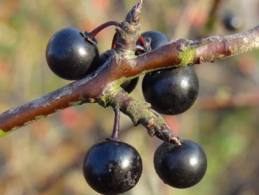 Rhamnus catharticus: Früchte und gut sichtbare Winterknospen