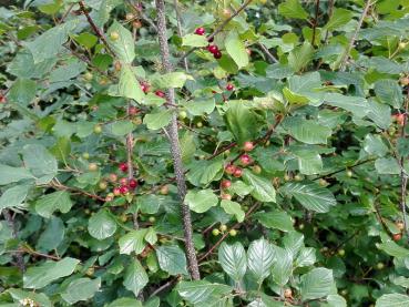 Die Beeren des Faulbaums sind bei Vögeln beliebt.