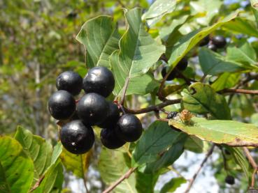 Zum Ende des Sommers werden die Beeren des Faulbaum schwarz