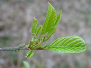 Rhamnus frangula