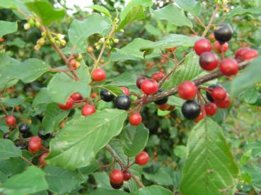 Faulbaum, Pulverholzbaum - die roten und schwarzen Beeren sind beliebt bei Vögeln