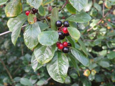 Reife und heranreifende Beeren des Faulbaumes