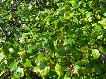 Faulbaum mit langsam beginnender Herbstfärbung, Aufnahme Mitte Oktober