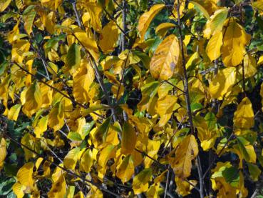 Gelbe Herbstfärbung beim Faulbaum, auch als Pulverbaum bekannt