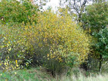 Älterer Faulbaum im Herbst