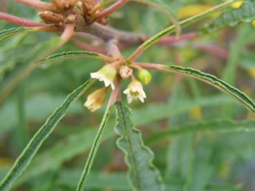 Schmalblättriger Faulbaum - weiße Blüten