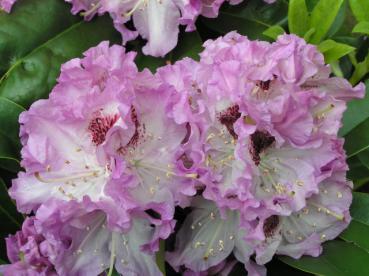 Rhododendron Hybr. Blue Peter - Alpenrose Blue Peter