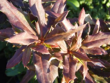 Berberis gagnepainii var. lanceifoliamit beginnender Herbstfärbung