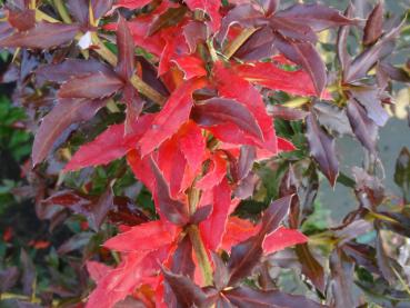 Lanzenberberitze mit prächtigen Herbstlaub