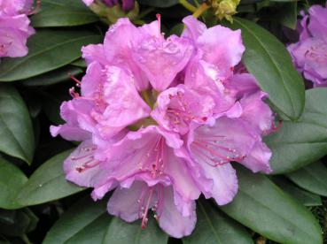 Alpenrose Catawbiense Grandiflorum - Rhododendron Hybr. Catawbiense Grandiflorum