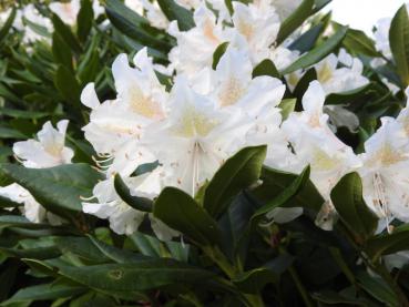 Weißblühender Rhododendron Cunningham's White