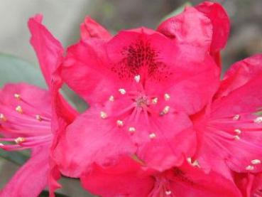 Rhododendron Hybr. Nova Zembla - Alpenrose Nova Zembla
