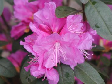Rosa Blüte der Vorfrühlings-Alpenrose