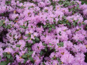 Die rosa Vorfrühlings-Alpenrose in voller Blüte