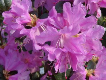 Blütenpracht vom Rhododendron Praecox