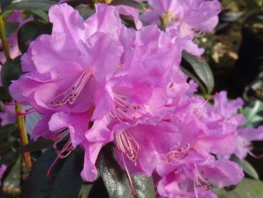 Nahaufnahme der rosa Blüte der Vorfrühlings Alpenrose