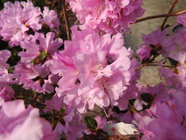 Reiche Blüte des Rhododendron praecox