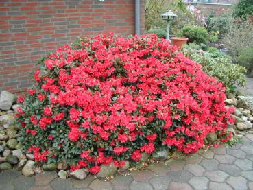 Rhododendron repens Baden-Baden - Zwerg-Alpenrose Baden-Baden