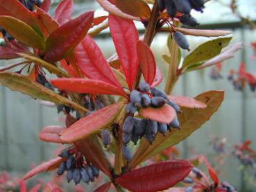 Rotes Herbstlaub unf blaue Früchte: Hookers Berberitze