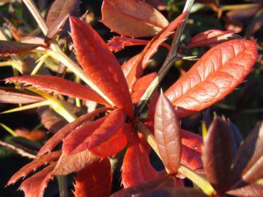 Rote Herbstfärbung der Berberis hookeri im Oktober