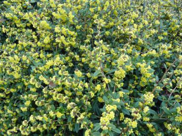 Gesamtbild Berberis hookeri: gelbe Blüten